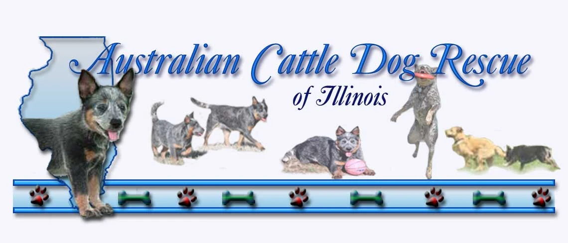 Australian Cattle Dog Rescue of Illinois
